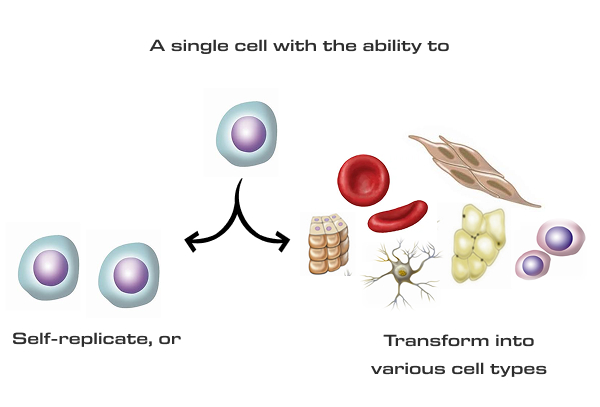 The Importance of Stem Cell Specialists in Modern Healthcare